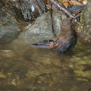 South Island Saddleback (Philesturnus carunculatus carunculatus)
