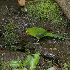 Yellow-crowned kakariki (Cyanoramphus auriceps)