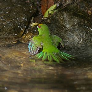 Yellow-crowned kakariki (Cyanoramphus auriceps)