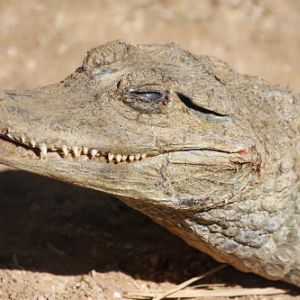 Spectacled Caiman