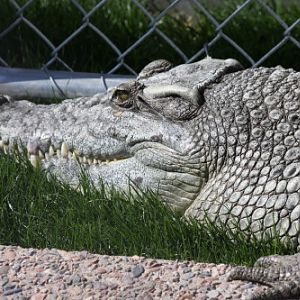 Crocodile