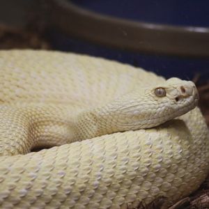 Albino Western Diamondback Rattlesnack