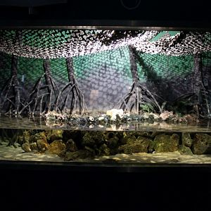 ZOO Antwerpen - Aquarium (Mangrove)