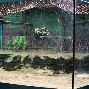 ZOO Antwerpen - Aquarium (Archerfish)