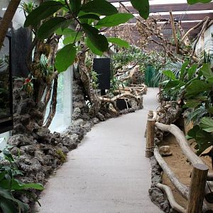 ZOO Antwerpen - Reptile House (Walkthrough exhibit)