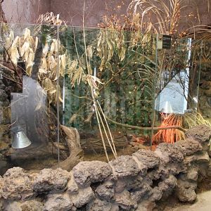 ZOO Antwerpen - Reptile House (Star tortoise)