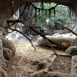 ZOO Antwerpen - Reptile House (Komodo dragon)