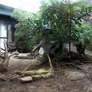 ZOO Antwerpen - Reptile House (Komodo dragon)