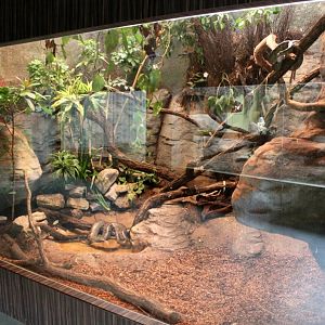 ZOO Antwerpen - Reptile House (Madagascar)