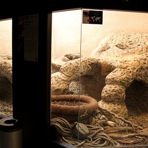 ZOO Antwerpen - Reptile House (Rhinoceros iguana)