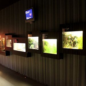 ZOO Antwerpen - Reptile House (Amphibians)