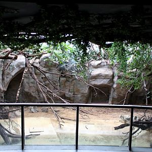 ZOO Antwerpen - Reptile House (Caiman)
