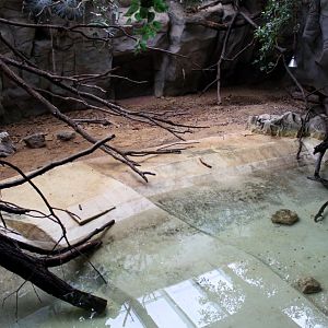 ZOO Antwerpen - Reptile House (Caiman)