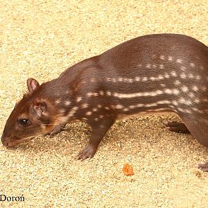 Agouti paca