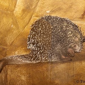 Prehensile-tailed Tree Porcupine (Coendou prehensilis).