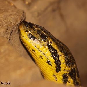 Yellow Anaconda (Eunectes notaeus).