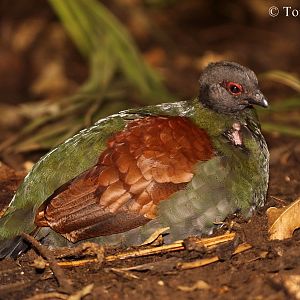 Crested Wood Partridge - female.