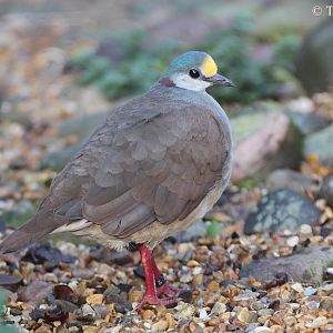 Gallicolumba tristigmata bimaculata.