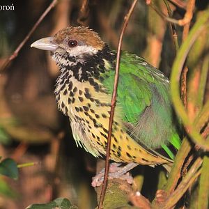 Ailuroedus buccoides.