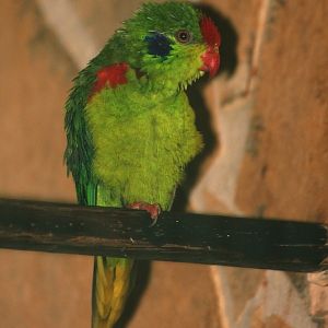 Charmosyna rubronotata.