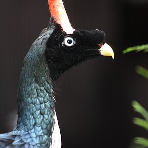 Oreophasis derbianus.