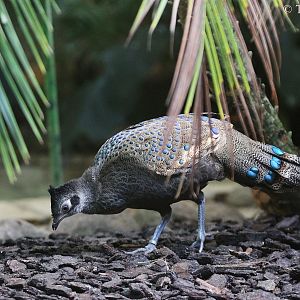 Polyplectron malacense.