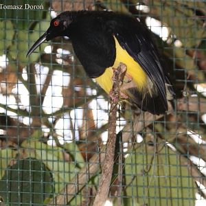 Twelve-wired Bird of Paradise (Seleucidis melanoleucus) - male.