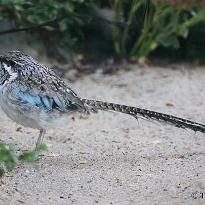 Uratelornis chimaera.