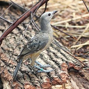 Chlamydera cerviniventris.