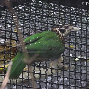 Ailuroedus melanotis.