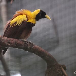 Red Bird of Paradise, may 2011.