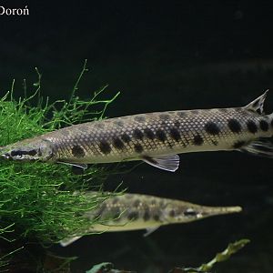 Lepisosteus oculatus.