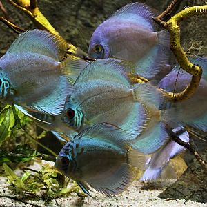 Symphysodon aequifasciata.