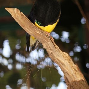 Twelve-wired Bird of Paradise (Seleucidis melanoleucus) - male