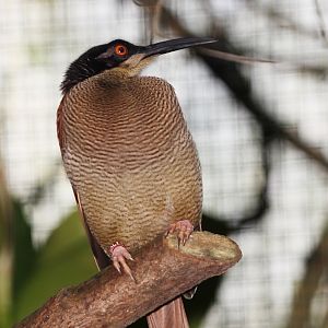 Twelve-wired Bird of Paradise (Seleucidis melanoleucus) - female.