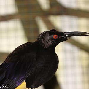 Twelve-wired Bird of Paradise (Seleucidis melanoleuca) - portrait of the ma