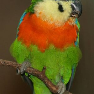 Double-eyed Fig Parrot (Cyclopsitta gulielmitertii) - male