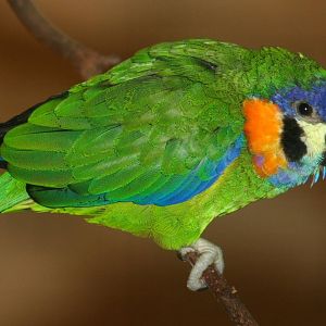 Double-eyed Fig Parrot (Cyclopsitta gulielmitertii) - female