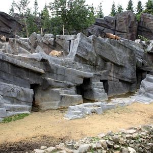 ZOO Antwerpen - Asian Mountain