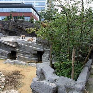 ZOO Antwerpen - Asian Mountain