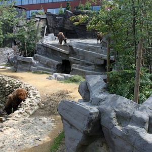 ZOO Antwerpen - Asian Mountain