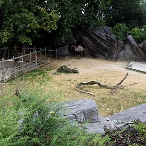 ZOO Antwerpen - Camel exhibit