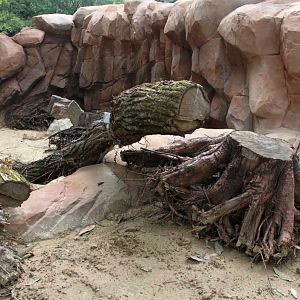 ZOO Antwerpen - Great Plains (Meerkat/mongoose)