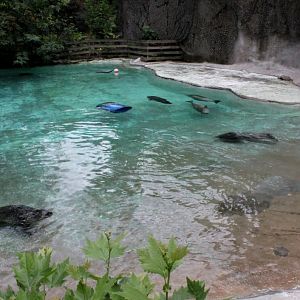 ZOO Antwerpen - Seal exhibit