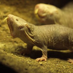 Naked mole-rat