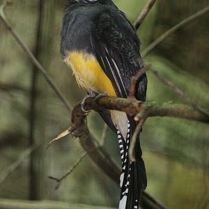 Trogon viridis