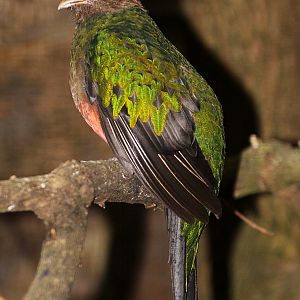 Golden-headed Quetzal (Pharomachrus auriceps) - female
