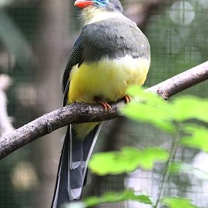 Sumatran Trogon (Harpactes reinwardtii mackloti / Apalharpactes mackloti)