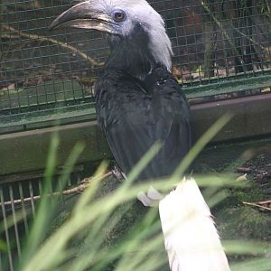 Long-crested Hornbill (Berenicornis comatus / Aceros comatus) - female. Oct