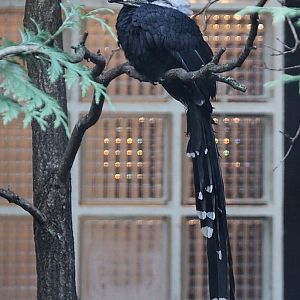 African White-crested Hornbill (Berenicornis albocristatus)